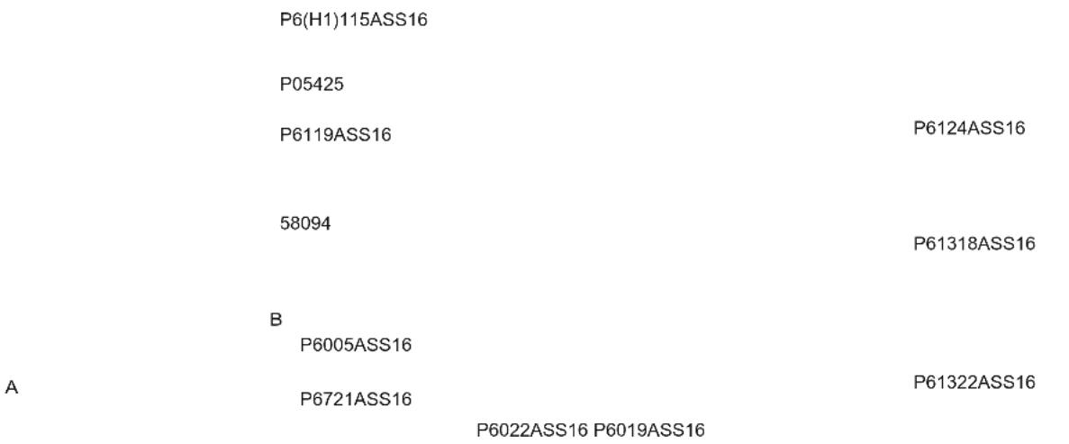 P6(H1)115ASS16 P05425 P6119ASS16 P6124ASS16 58094 P61318ASS16 B P6005ASS16 A P6721ASS16 P61322ASS16 P6022ASS16 P6019ASS16