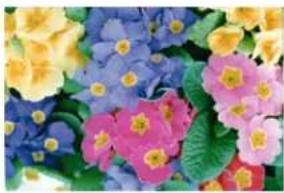 Close-up of colorful spring flowers with yellow, blue, and pink hues (no text or symbols)