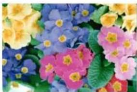 Close-up of colorful flower petals with green leaves (no text or symbols)