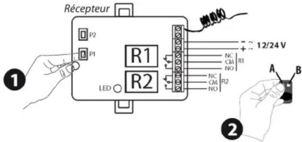 Récepteur P2 P1 R1 LED R2 NC CM | R1 NO NC CM | R2 NO + ~ 12/24 V A B