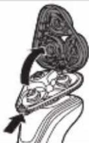 Anatomical illustration of a human organ with internal structures and a directional arrow, no text or labels.