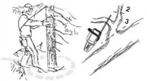 Diagram illustrating a tree grafting technique with labeled parts 2 and 3, showing hand positioning and structural details.
