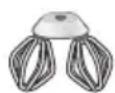 BOSCH MUM 6n16r1 - Pasta biscotto - 2