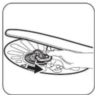 Diagram of a biological structure with a central oval and surrounding cellular elements, no text or symbols present.