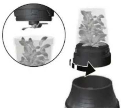 Illustration of a plant growth setup with a container and a magnified view showing seedling (no text or symbols)