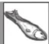 SHARP R667WA - VIANDES, POISSONS ET VOLAILLES - 1