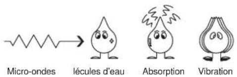 Micro-ondes lécules d'eau Absorption Vibration