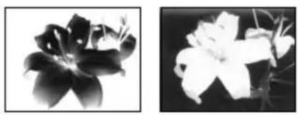 Two black-and-white floral images: one with blurred petals and the other with a full bloom (no text or symbols)