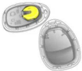 Illustration of two biological cells with visible internal structures and a yellow cell nucleus (no text or labels)
