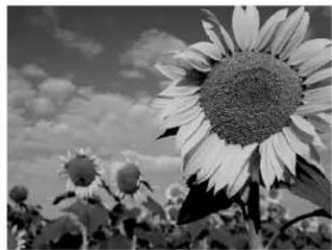 Black-and-white close-up of sunflowers in a field under a cloudy sky (no text or symbols)