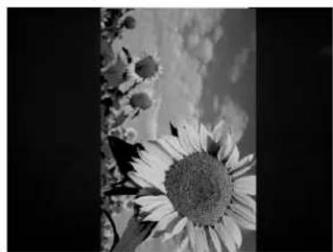 Black-and-white close-up of sunflowers with visible petals and stems (no text or symbols)