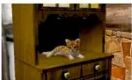 NINTENDO Nintendogs + Cats (3DS) - Taking Care of Your Kitten - 1