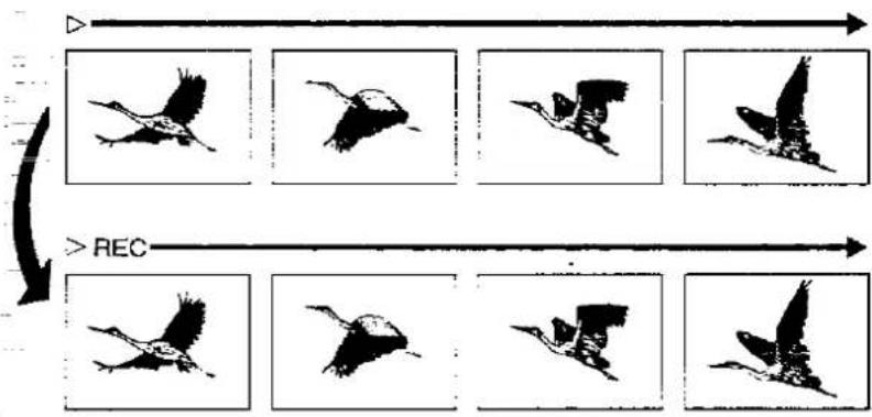 Diagram illustrating bird population dynamics with labeled directional arrows and RE control condition indicators