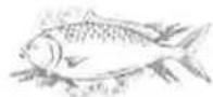 THOMSON THD 311 NFWH - Poisson et fruits de mer - 1