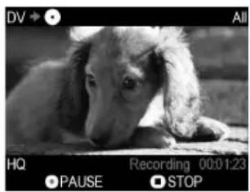Black-and-white photo of a small animal resting on a surface, with no visible text or symbols in the main image area.