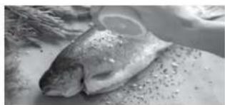 Black and white photo of a fish resting on a surface, no visible text or symbols