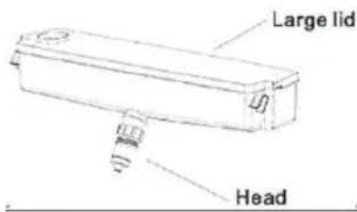 Large lid, Head
