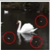 White swan swimming in water with three red circles highlighting its surface (no text or symbols)