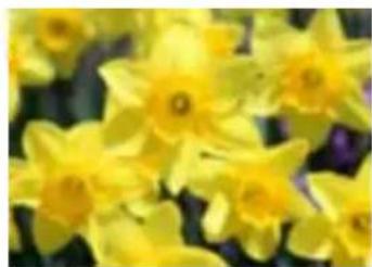 Close-up of yellow daffodils with natural light and dark background.