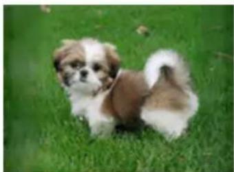Small brown and white dog sitting on green grass.