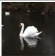 White swan floating on calm water with reflection (no text or symbols visible)