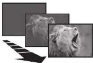 Black-and-white photo collage showing a close-up of a wolf's head and a close-up of the wolf's face, with a diagonal arrow overlay (no text or symbols)