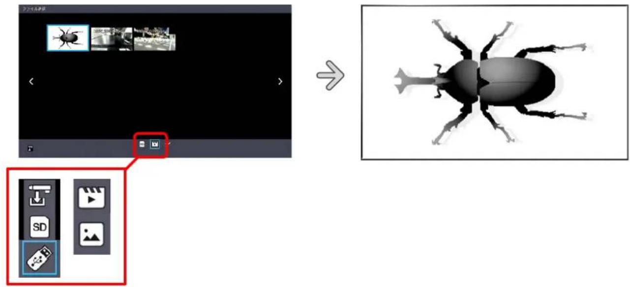 Software interface screenshot showing a video editing app with an insect image being processed, alongside a close-up of the beetle image.