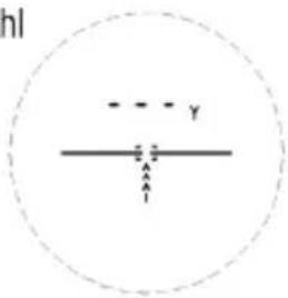hl γ