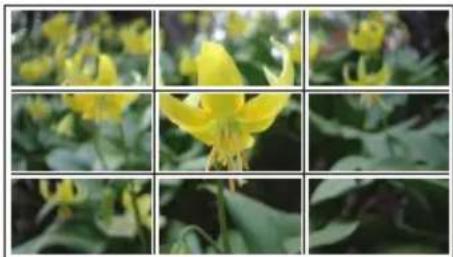 Close-up of a yellow flower with green foliage, no visible text or symbols