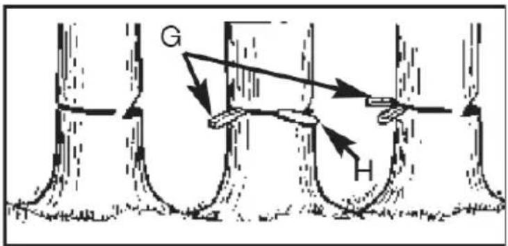 G H