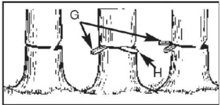 G H