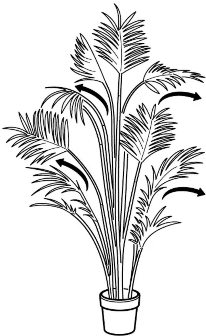 Line drawing of a potted palm with detailed leaves and curved arrows indicating movement or rotation (no text or symbols)