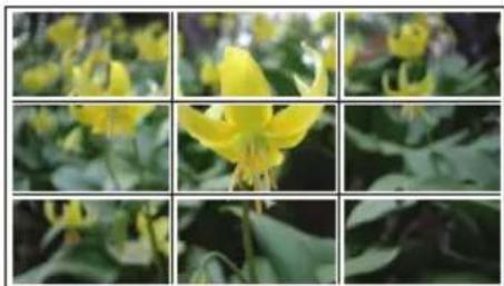 Close-up of a yellow flower with green foliage, no visible text or symbols