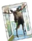 Gamewright There's a Moose in the House - Card Actions - 1