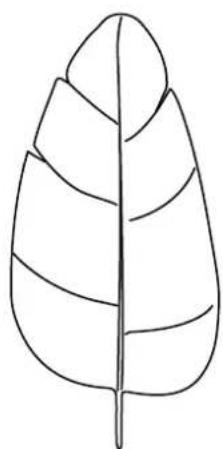 Simple line drawing of a leaf with visible vein patterns (no text or symbols)