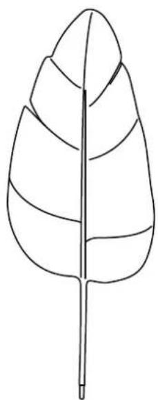 Line drawing of a leaf with visible vein patterns (no text or symbols)