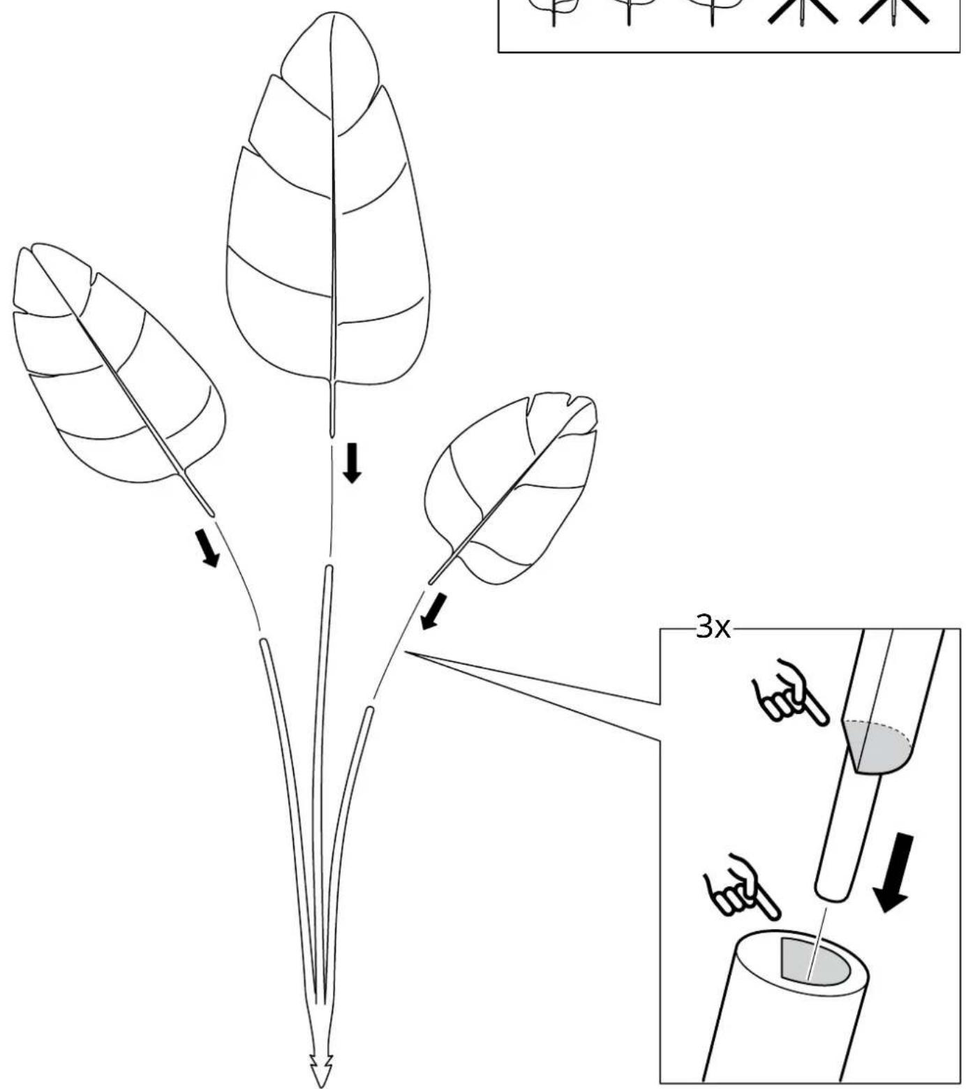 Diagram illustrating a plant stem and leaf structure with directional arrows and a magnified view showing 3x magnification of the structure.