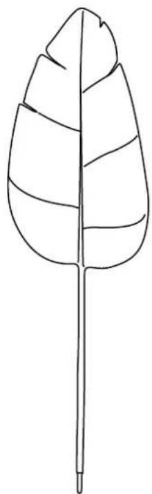 Line drawing of a leaf with segmented parts, no text or symbols present