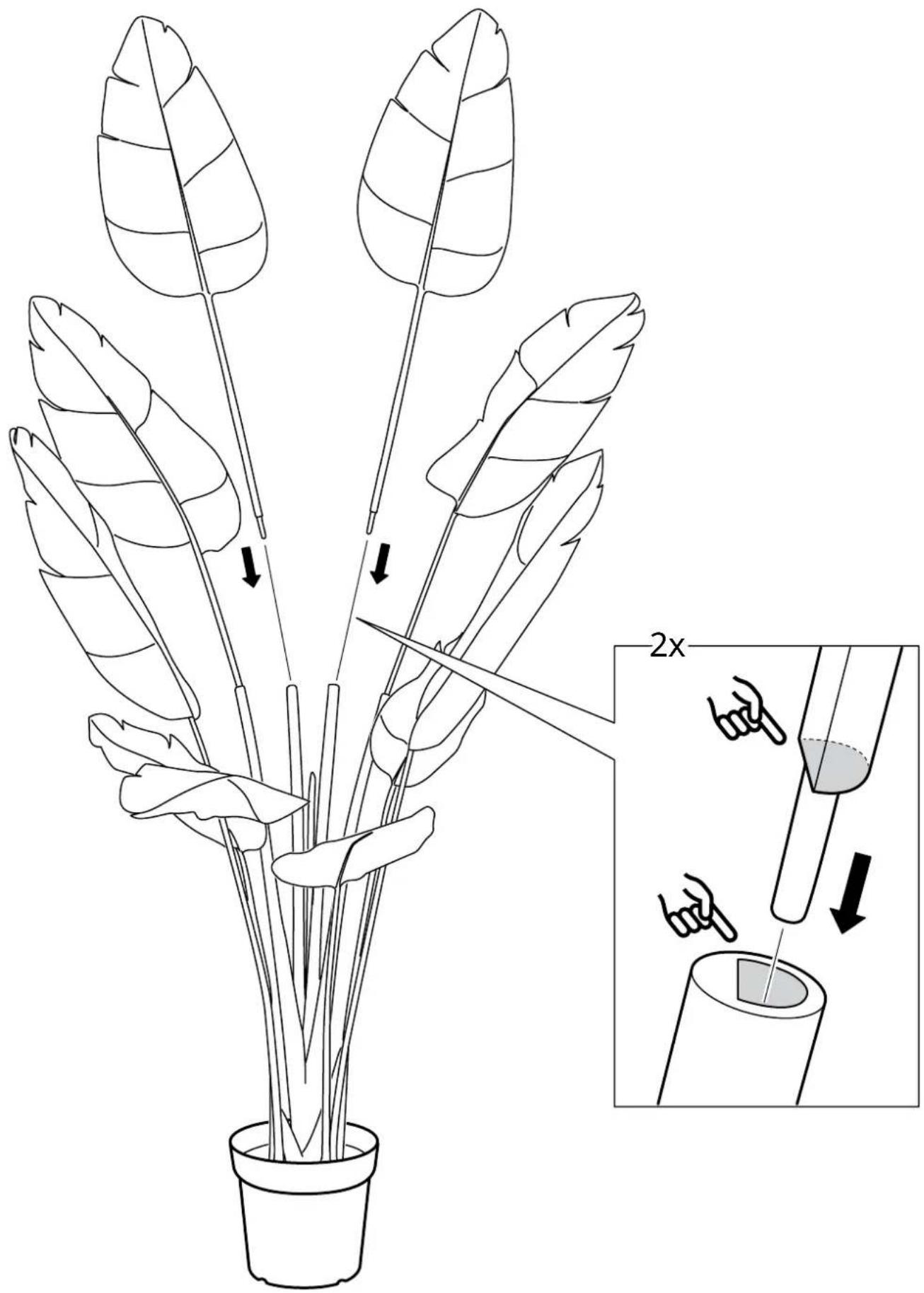 Diagram illustrating a plant stem structure with arrows indicating movement, accompanied by a magnified view showing a 2x increase in size.