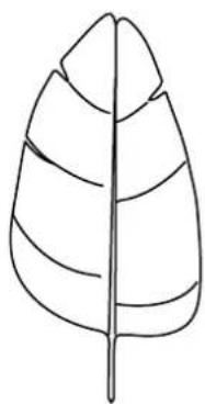 Simple line drawing of a leaf with visible vein patterns (no text or symbols)