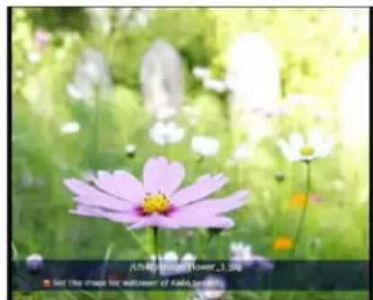 Close-up of a pink cosmos flower with yellow center, set against green foliage background (no text or symbols)