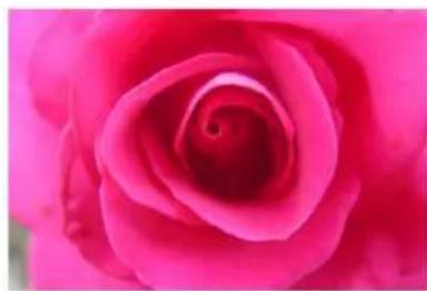 Close-up of a vibrant pink rose with visible spiral texture (no text or symbols)