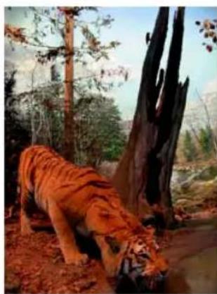 Tiger in a forest setting with a fallen tree and leaf-covered ground (no visible text or symbols)