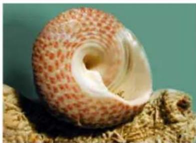 Close-up of a spiral shell with red and white patterns, resting on textured ground (no text or symbols visible)