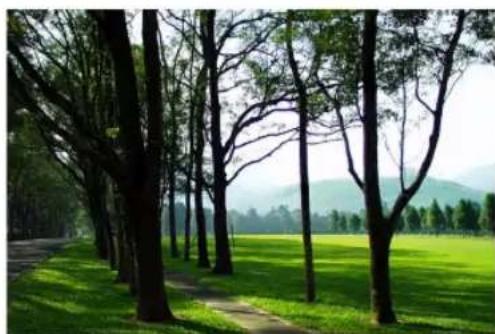 Scenic view of a lush green grassy park pathway lined with tall trees, distant hills in background (no text or symbols)