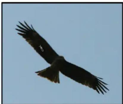Black bird in flight against a clear blue sky (no text or symbols visible)
