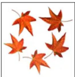 Five red autumn leaves arranged in a circular pattern on white background (no text or symbols)