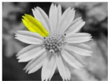 Close-up of a white daisy flower with a yellowish green leaf on its center (no text or symbols)