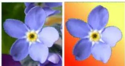 Close-up of a blue flower with five petals against a green background, adjacent to an orange gradient background (no text or symbols)