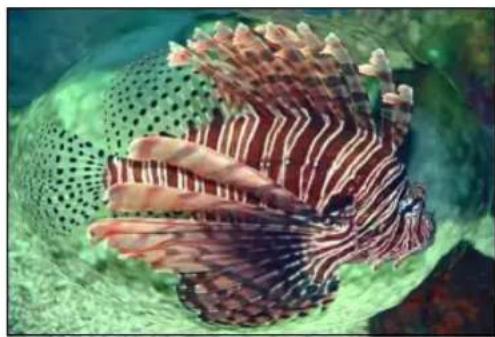 Underwater photo of a striped lionfish swimming near green seabed (no text or symbols visible)